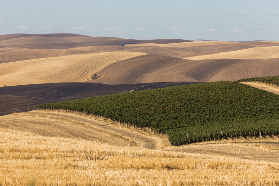 Vineyards amongst the wheat fields in the Palouse, near Walla Walla